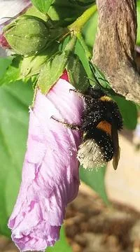 Pollen bee Stock Photos