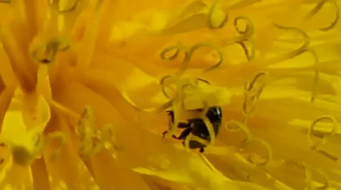 A pollen beetle in the centre of a dandelion, British insects 12 of 14 Stock Footage 41338902