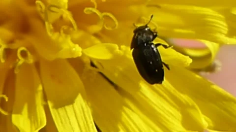 A pollen beetle hangs on to a petal of a dandelion, British insects 3 of 14 Stock Footage 41338668