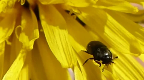 Pollen beetle walks on top of &amp; under dandelion petals, British insects 5 of 14 Stock Footage 41338757
