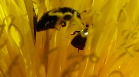 Pollen beetles and tiny insects on dandelion, British insects 9 of 14 Stock Footage 41338872