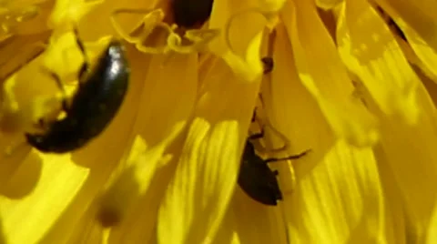 Pollen beetles and tiny insects on a dandelion, British insects 8 of 14 Stock Footage 41339038