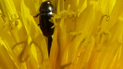 Pollen beetles climbing over a dandelion, British insects 11 of 14 Stock Footage 41339006