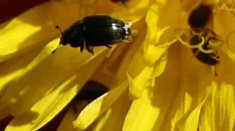 Pollen beetles on dandelion one flies off, British insects 7 of 14 Stock Footage 41338979