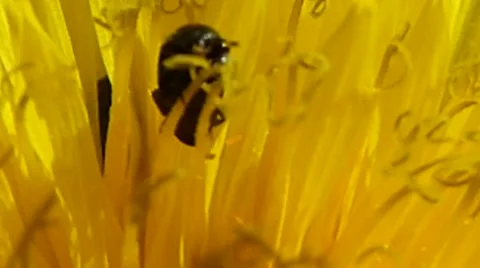 Pollen beetles &amp; tiny insects in centre of a dandelion, British insects 10 of 14 Stock Footage 41339011