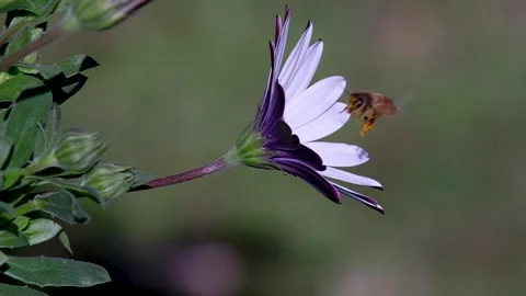 Pollen is being collected by an Australian native bee Stock Footage 206531602