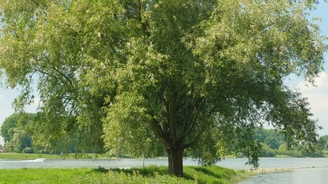 Pollen Blowing From A Beautyful Tree In The Spring Allergy Season Video stock 85644028