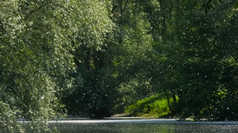 Pollen Blowing From The Trees In The Spring Allergy Season Stock Footage