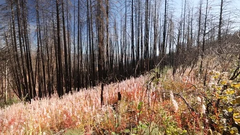 Pollen Blows in the Wind From Fresh Spring Growth After a Forest Fire Stock Footage 122230145