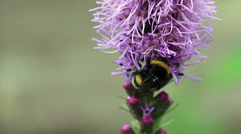 Pollen on bumblebee Stock Footage 49076753