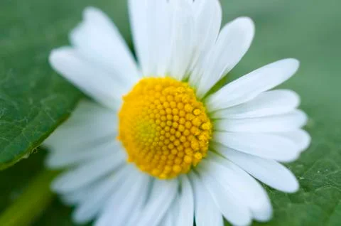 Pollen of chamomile Stock Photos