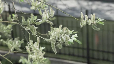 Pollen Cloud from Blooming Willow Tree Triggering Seasonal Allergies and Hay Stock Footage 326634736