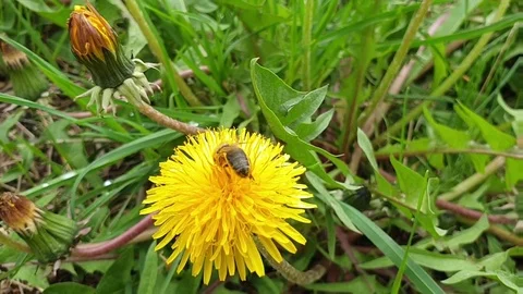 Pollen collecting bee in yellow dandelion flower with diffused green grass ba Stock Footage