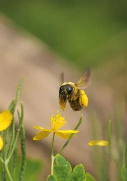 Pollen covered bee in flight. Stock Photos