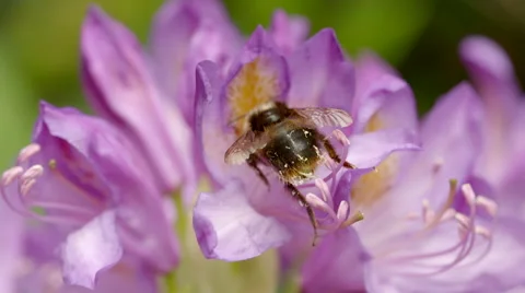 Pollen-Covered Bumble Bee Collecting Nectar and Flying out of Focus Stock Footage 51444779