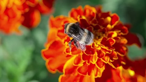 A pollen-covered bumblebee Stock Footage 322768851