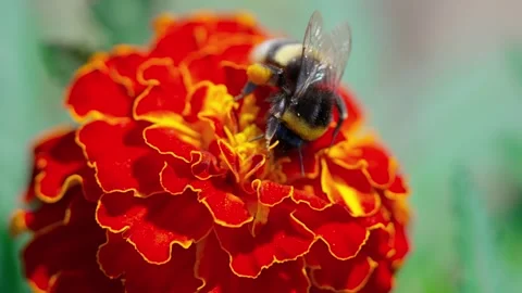 A pollen-covered bumblebee Stock Footage 322769110