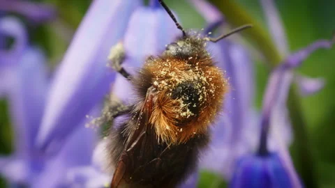 Pollen covered Bumblebee macro close up super slow motion stock footage Vídeo Stock 308911126