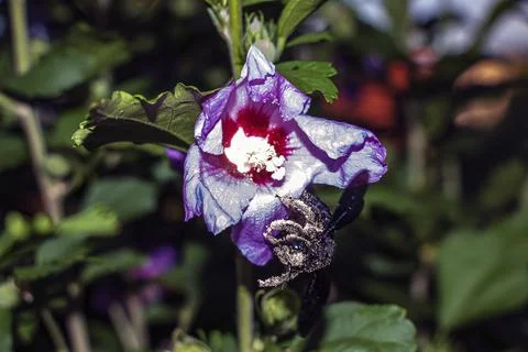 Pollen-covered carpenter bee clinging to the edge of a hibiscus flower Stock Photos