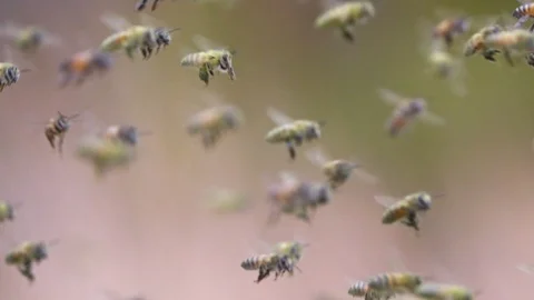 Pollen covered honey bees hovering in slow motion shallow depth of field Stock Footage 104061018