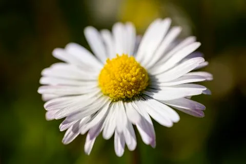 Pollen of a daisy Fotos Stock