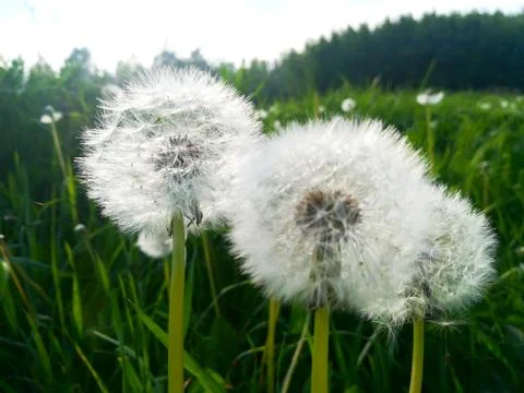 Pollen of a  dandelion Stock Photos