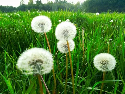 Pollen of a  dandelion Stock Photos