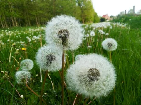 Pollen of a  dandelion Stock Photos