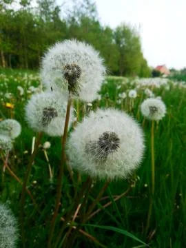 Pollen of a  dandelion Stock Photos