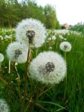 Pollen of a  dandelion Stock Photos