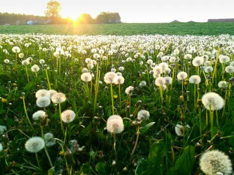 Pollen of a  dandelion Stock Photos