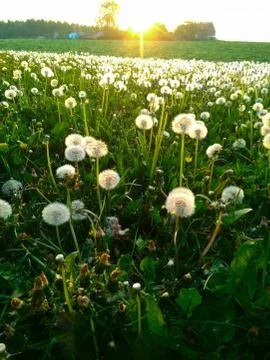 Pollen of a  dandelion Foto stock