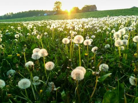 Pollen of a  dandelion Stock Photos