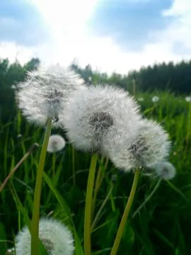 Pollen of a  dandelion Foto stock