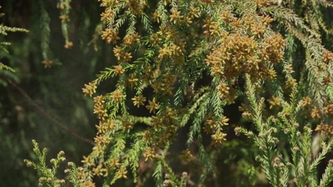 Pollen Dispersion of Cedar Trees Stock Footage 332821616