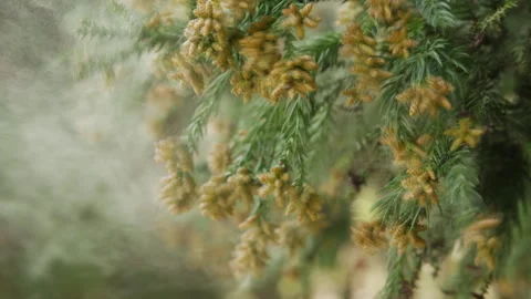 Pollen Dispersion of Cedar Trees Stock Footage 332851660