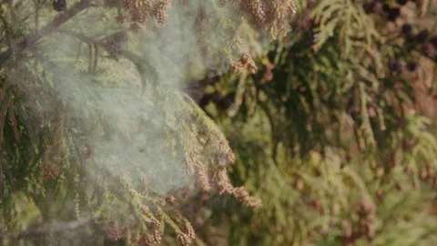 Pollen Dispersion of Cedar Trees Stock Footage 332851702
