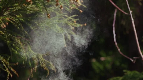 Pollen Dispersion of Cedar Trees Stock Footage 332851717