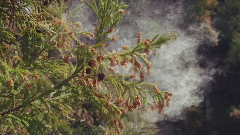 Pollen Dispersion of Cedar Trees Stock Footage 332851765