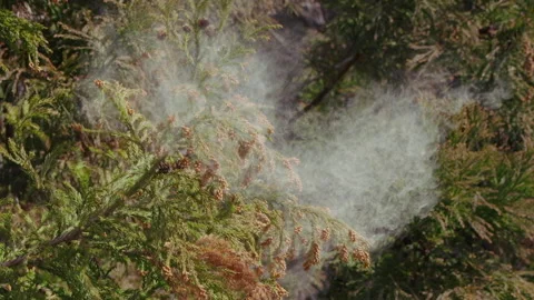 Pollen Dispersion of Cedar Trees Stock Footage 332851800