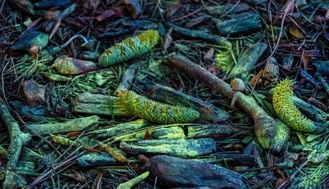 Pollen dust on ground in the forest Stock Photos