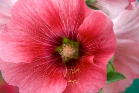 Pollen Dust on Petals Stock Photos