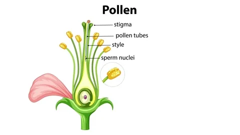 Pollen Fertilization and Seed Development Stock Footage 293560490