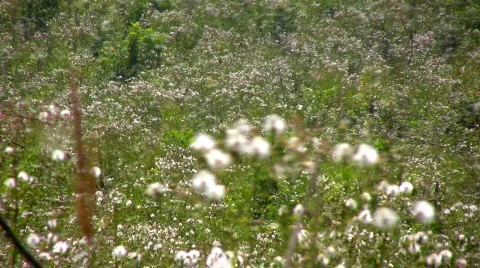 Pollen flies in the air from ragweed plants in a meadow Stock Footage
