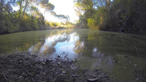 Pollen floating and coloring with green texture pond's water close up Video stock 107220838