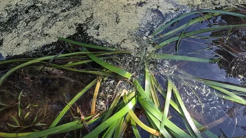 Pollen floating  on the Lake Video stock 253152829