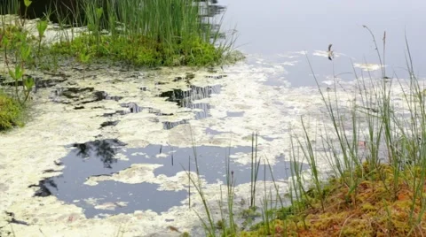 Pollen floating at a peat shore of a wilderness lake Stock Footage 52320581