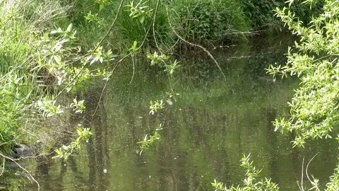 Pollen floating on the surface of a quiet small stream, tree branches, flora Stock Footage 107382765