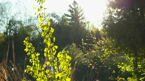 Pollen floating in view Vidéo 32810281