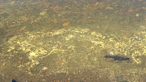 Pollen floating on the water of lake. Stock Footage 93579865